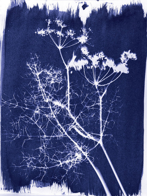 Ferric Ammonium Citrate for Cyanotype